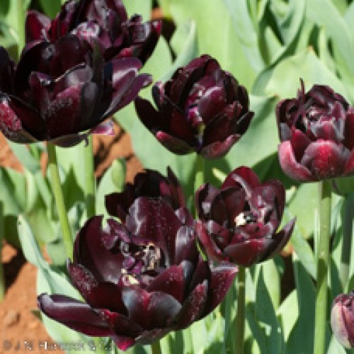 TULIP Palmyra