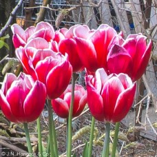 TULIP 'Timeless'