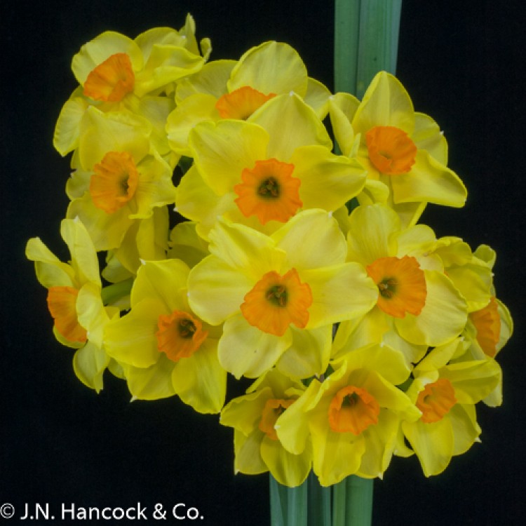 Daffodils & Narcissus – Floret Library