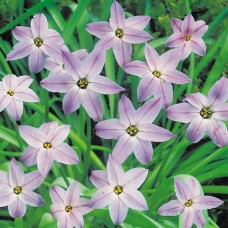 IPHEION Wisley Blue