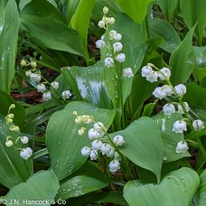 LILY OF THE VALLEY