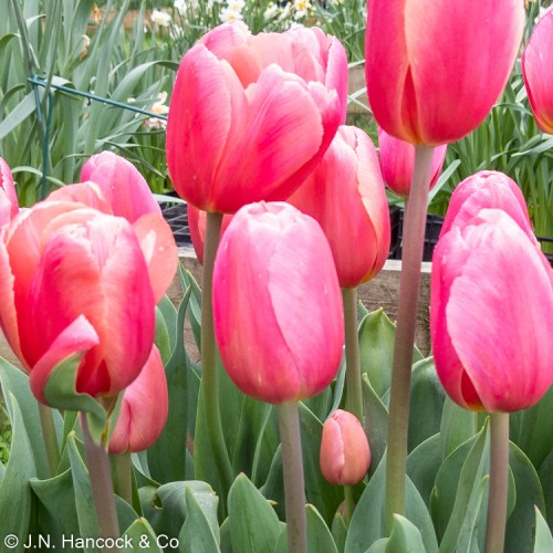 TULIP 'Ace Pink'