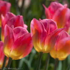 TULIP Tom Pouce